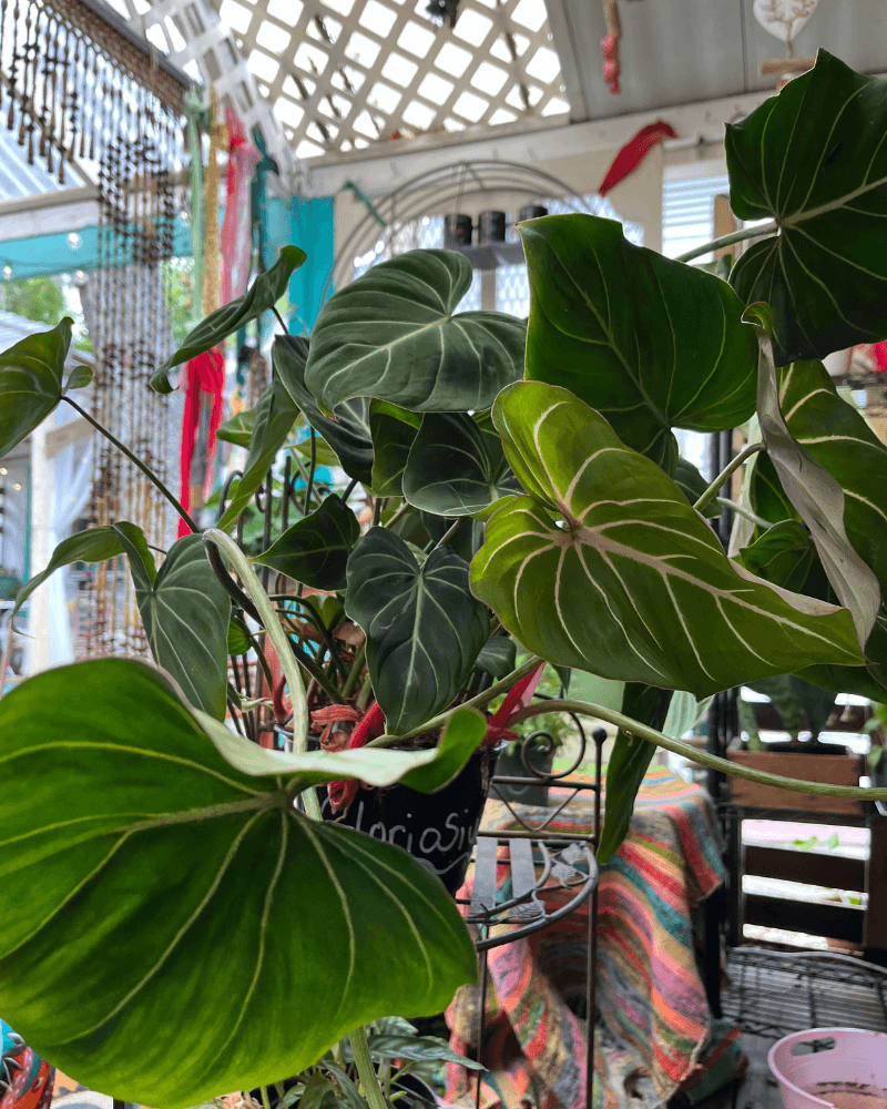 Healthy and happy plants at local boho boutique